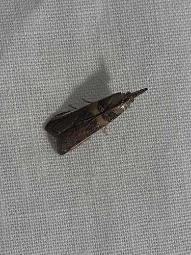 Etiella zinckenella